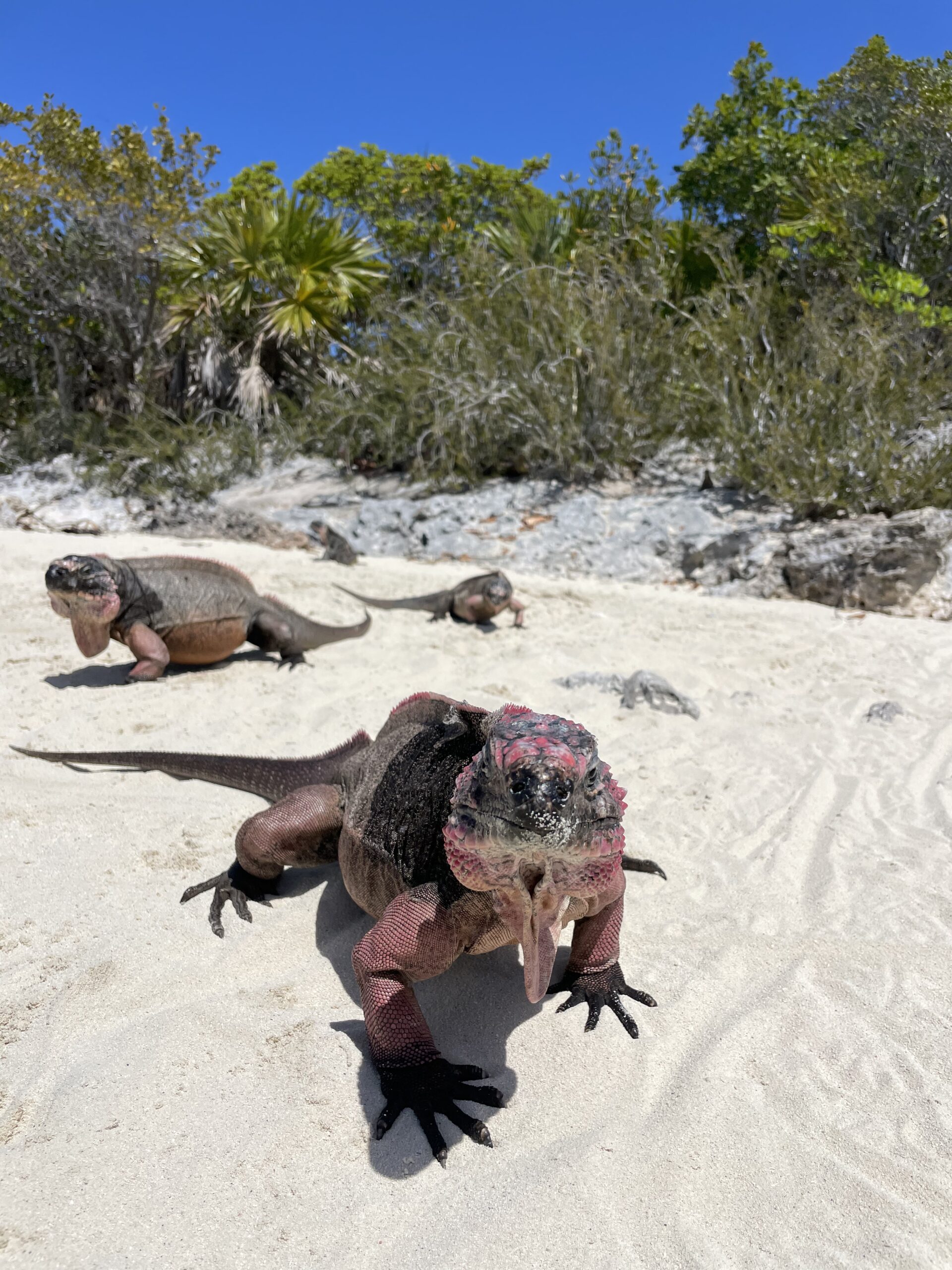 Day 1: The Luminous Great Bank 