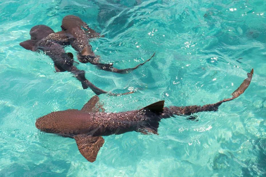 Compass Cay: Swimming with Nurse Sharks