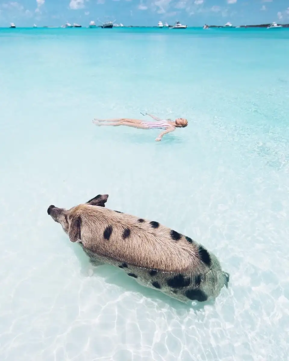 The Exumas: From Swimming Pigs to Private Sandbars
