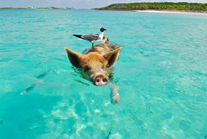 Nassau to Nassau: Bahamas Yacht Charter Itinerary